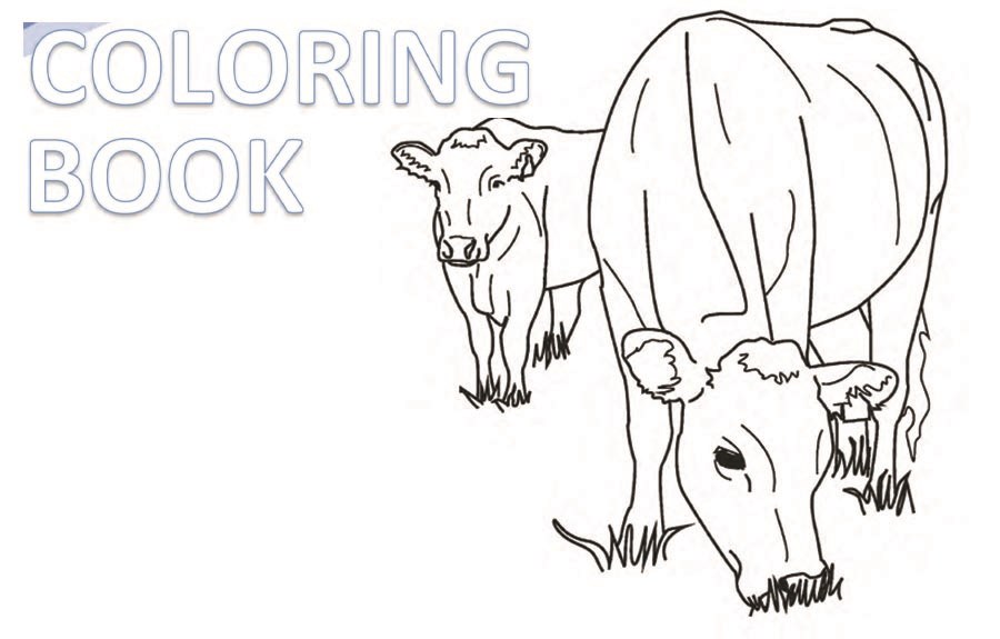 angus bulls coloring pages